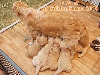 Golden Retriever Welpen of Golden Home F-Wurf/Woche5