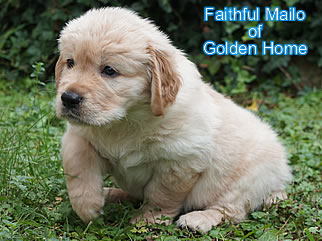 Golden Retriever Welpen of Golden Home F-Wurf/Woche6