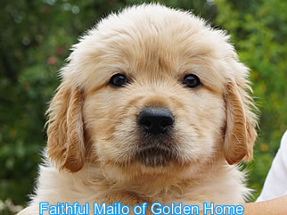 Golden Retriever Welpen of Golden Home F-Wurf/Woche6