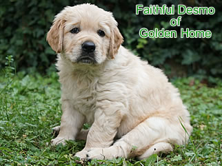 Golden Retriever Welpen of Golden Home F-Wurf/Woche6