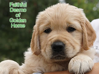 Golden Retriever Welpen of Golden Home F-Wurf/Woche6