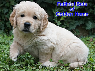 Golden Retriever Welpen of Golden Home F-Wurf/Woche6
