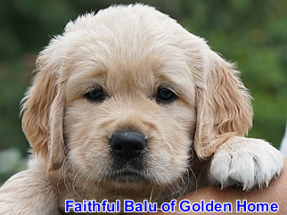 Golden Retriever Welpen of Golden Home F-Wurf/Woche6