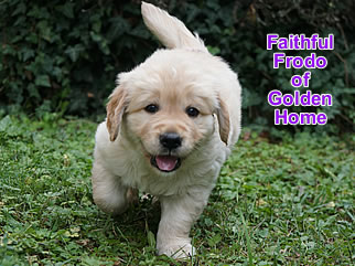 Golden Retriever Welpen of Golden Home F-Wurf/Woche6
