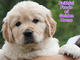 Golden Retriever Welpen of Golden Home F-Wurf/Woche6