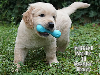Golden Retriever Welpen of Golden Home F-Wurf/Woche6