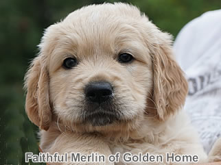 Golden Retriever Welpen of Golden Home F-Wurf/Woche6