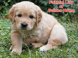 Golden Retriever Welpen of Golden Home F-Wurf/Woche6