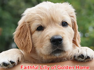 Golden Retriever Welpen of Golden Home F-Wurf/Woche6