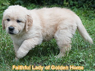 Golden Retriever Welpen of Golden Home F-Wurf/Woche6