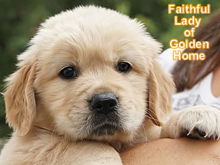 Golden Retriever Welpen of Golden Home F-Wurf/Woche6
