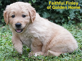 Golden Retriever Welpen of Golden Home F-Wurf/Woche6
