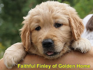 Golden Retriever Welpen of Golden Home F-Wurf/Woche6