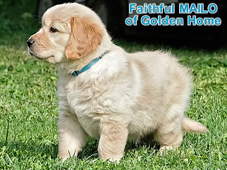 Golden Retriever Welpen of Golden Home F-Wurf/Woche7