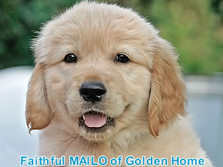 Golden Retriever Welpen of Golden Home F-Wurf/Woche7