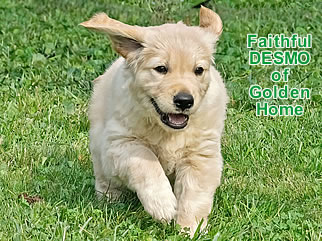 Golden Retriever Welpen of Golden Home F-Wurf/Woche7