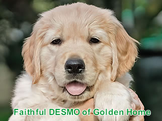 Golden Retriever Welpen of Golden Home F-Wurf/Woche7