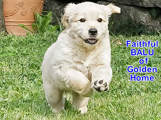 Golden Retriever Welpen of Golden Home F-Wurf/Woche7