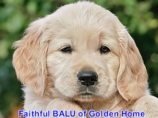Golden Retriever Welpen of Golden Home F-Wurf/Woche7
