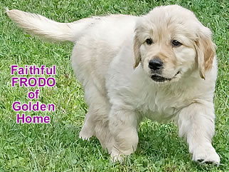 Golden Retriever Welpen of Golden Home F-Wurf/Woche7