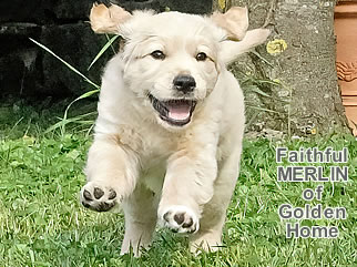 Golden Retriever Welpen of Golden Home F-Wurf/Woche7