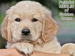 Golden Retriever Welpen of Golden Home F-Wurf/Woche7