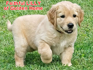 Golden Retriever Welpen of Golden Home F-Wurf/Woche7