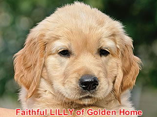Golden Retriever Welpen of Golden Home F-Wurf/Woche7