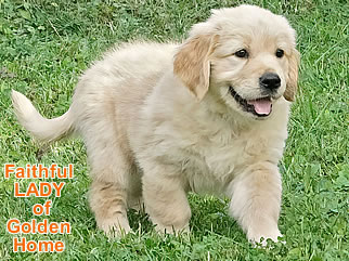 Golden Retriever Welpen of Golden Home F-Wurf/Woche7