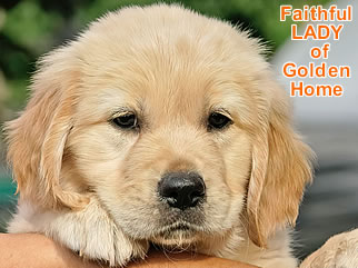 Golden Retriever Welpen of Golden Home F-Wurf/Woche7