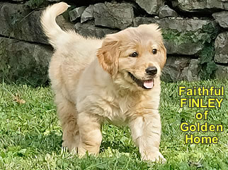 Golden Retriever Welpen of Golden Home F-Wurf/Woche7