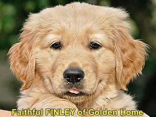 Golden Retriever Welpen of Golden Home F-Wurf/Woche7