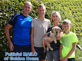 Golden Retriever Welpen of Golden Home F-Wurf/Woche8 und Besitzer