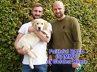Golden Retriever Welpen of Golden Home F-Wurf/Woche8 und Besitzer