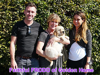 Golden Retriever Welpen of Golden Home F-Wurf/Woche8 und Besitzer