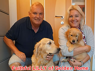 Golden Retriever Welpen of Golden Home F-Wurf/Woche8 und Besitzer