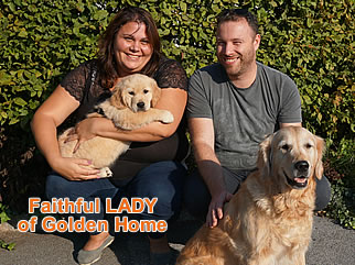 Golden Retriever Welpen of Golden Home F-Wurf/Woche8 und Besitzer