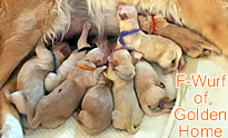 Golden Retriever Welpen of Golden Home