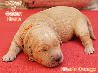 Golden Retriever Welpen of Golden Home G-Wurf/Woche1
