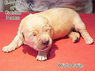Golden Retriever Welpen of Golden Home G-Wurf/Woche1