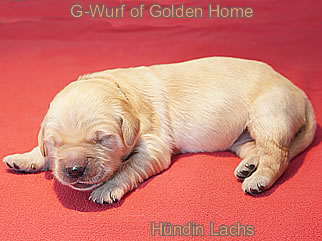 Golden Retriever Welpen of Golden Home G-Wurf/Woche1