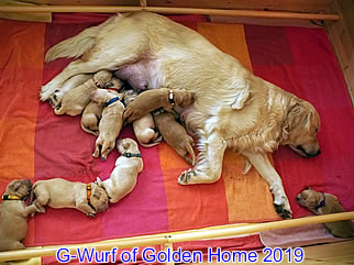 Golden Retriever Welpen of Golden Home G-Wurf/Woche1