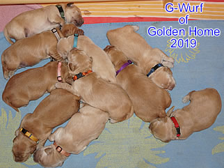 Golden Retriever Welpen of Golden Home G-Wurf/Woche1