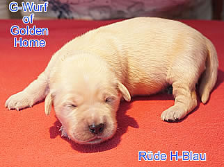 Golden Retriever Welpen of Golden Home G-Wurf/Woche1