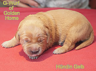 Golden Retriever Welpen of Golden Home G-Wurf/Woche1
