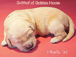 Golden Retriever Welpen of Golden Home G-Wurf/Woche1