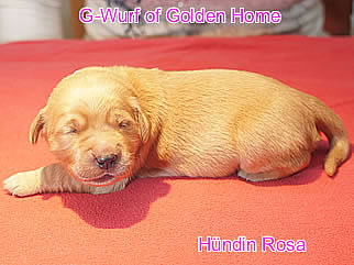 Golden Retriever Welpen of Golden Home G-Wurf/Woche1
