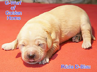 Golden Retriever Welpen of Golden Home G-Wurf/Woche1