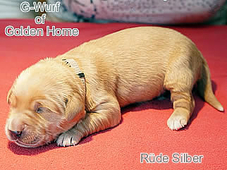 Golden Retriever Welpen of Golden Home G-Wurf/Woche1
