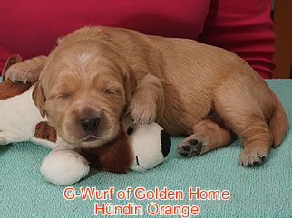 Golden Retriever Welpen of Golden Home G-Wurf/Woche2